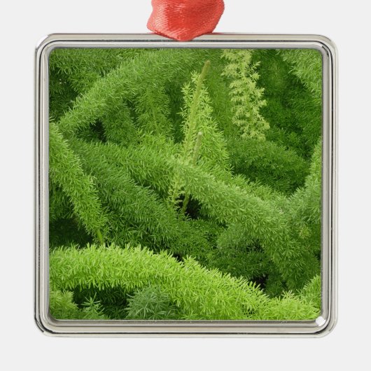 Foxtail Fern, Asparagus densiflorus myers Metalen Ornament (Voorkant)