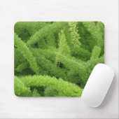 Foxtail Fern, Asparagus densiflorus myers Muismat (Met muis)