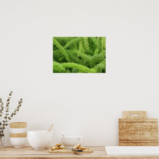Foxtail Fern, Asparagus densiflorus myers Poster (Keuken)