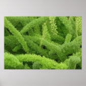 Foxtail Fern, Asparagus densiflorus myers Poster (Voorkant)
