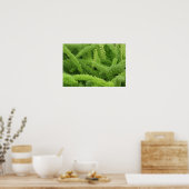 Foxtail Fern, Asparagus densiflorus myers Poster (Keuken)