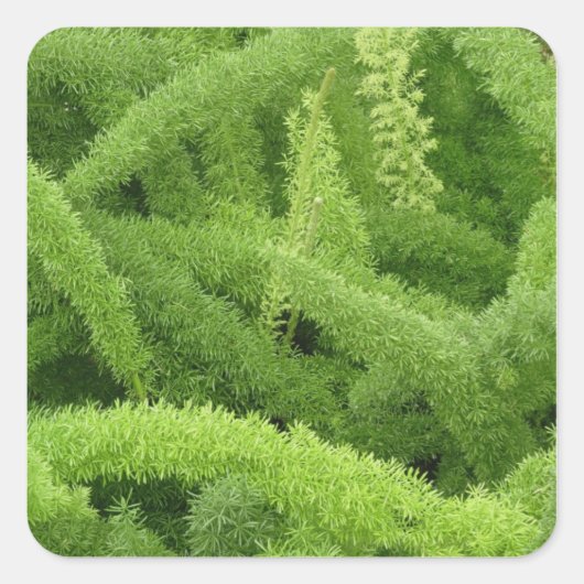 Foxtail Fern, Asparagus densiflorus myers Vierkante Sticker (Voorkant)