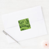 Foxtail Fern, Asparagus densiflorus myers Vierkante Sticker (Envelop)