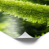 Foxtail Fern Foto Afdruk (Hoek)