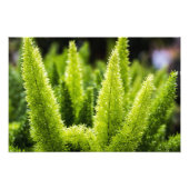 Foxtail Fern Foto Afdruk (Voorkant)