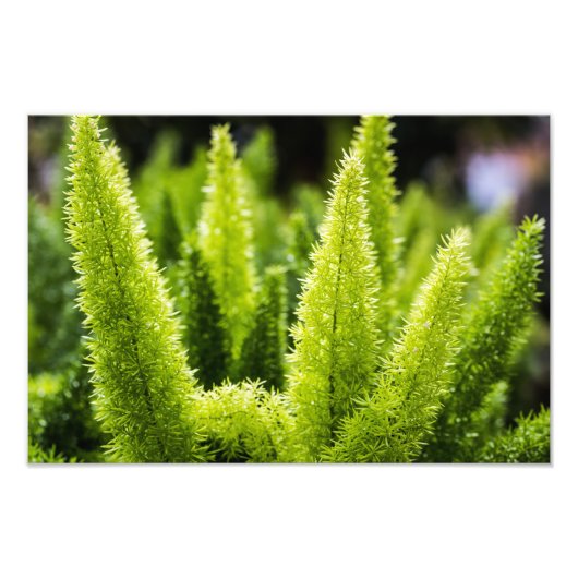 Foxtail Fern Foto Afdruk (Voorkant)