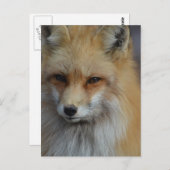 Foxy Fox Briefkaart (Voorkant / Achterkant)