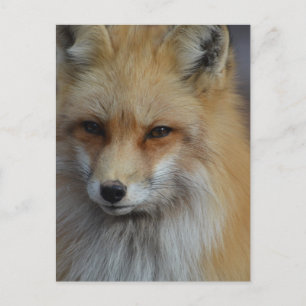 Foxy Fox Briefkaart