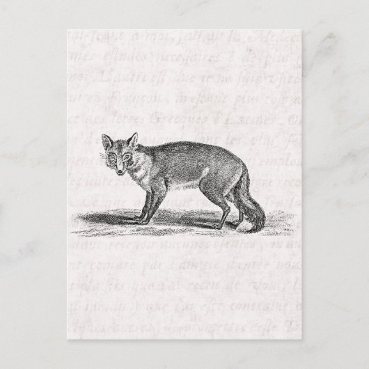  Foxy Fox Illustration - 1800's Foxes Briefkaart (Voorkant)