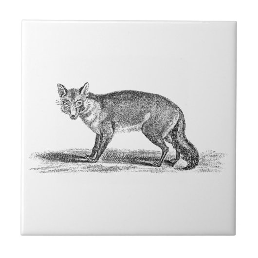  Foxy Fox Illustration - 1800's Foxes Tegeltje (Voorkant)
