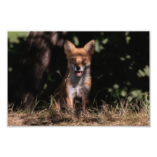 Foxy glimlach van de schaduwen foto afdruk (Voorkant)