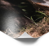 Foxy glimlach van de schaduwen foto afdruk (Hoek)