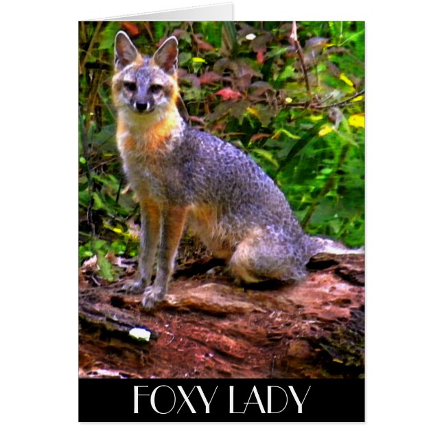FOXY LADY (Voorkant)