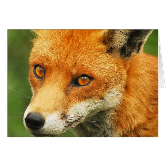 Foxy Lady (Voorkant Horizontaal)