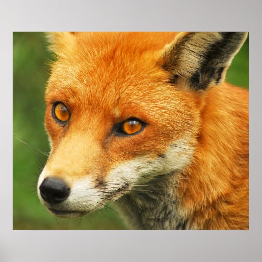 Foxy Lady Poster (Voorkant)