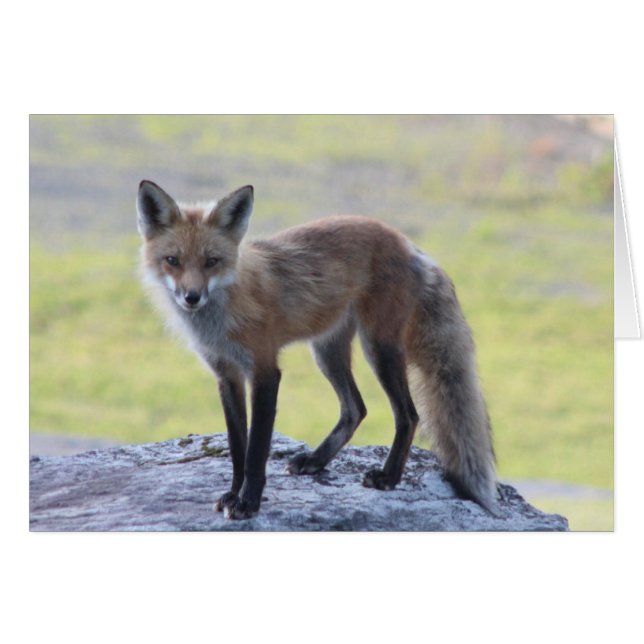 Foxy Momma (Voorkant Horizontaal)