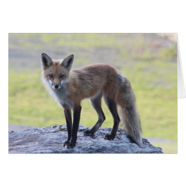 Foxy Momma (Voorkant Horizontaal)