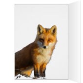 Foxy Stare (Binnen (Links))