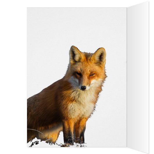 Foxy Stare (Binnen (Links))