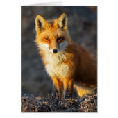 Foxy Stare (Voorkant)