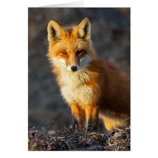 Foxy Stare (Voorkant)