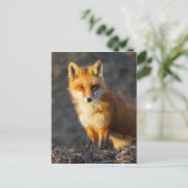 Foxy Stare Briefkaart (Staand voorkant)
