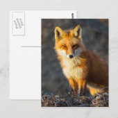 Foxy Stare Briefkaart (Voorkant / Achterkant)