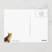 Foxy Stare Briefkaart (Achterkant)