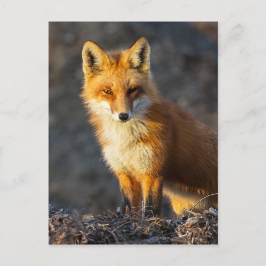 Foxy Stare Briefkaart (Voorkant)