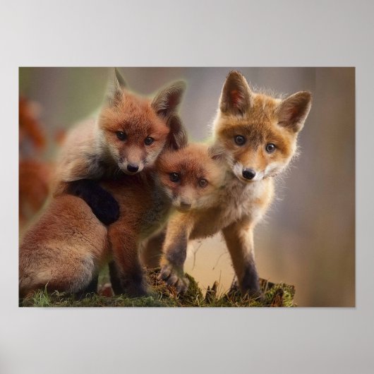Foxy Triplets Poster (Voorkant)