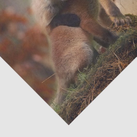 Foxy Triplets Tissuepapier (Detail)