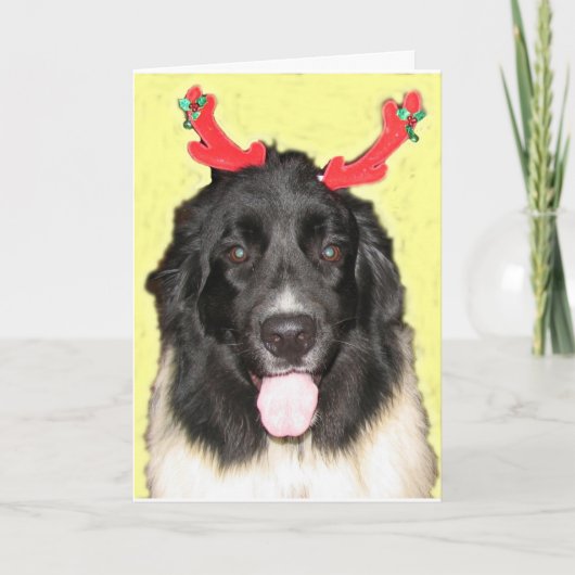 FPG Kerstmis Newfie Feestdagen Kaart (Voorkant)