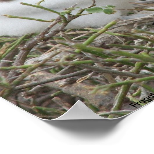 Fragata (fregatvogel), Isla Seymour, Galapa Poster (Hoek)