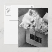 Fragile Kat box Briefkaart (Voorkant / Achterkant)