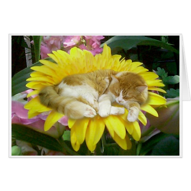 Fragile Spring (Voorkant Horizontaal)