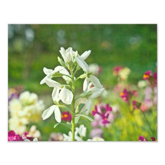 Fragrance Garden Foto Afdruk (Voorkant)