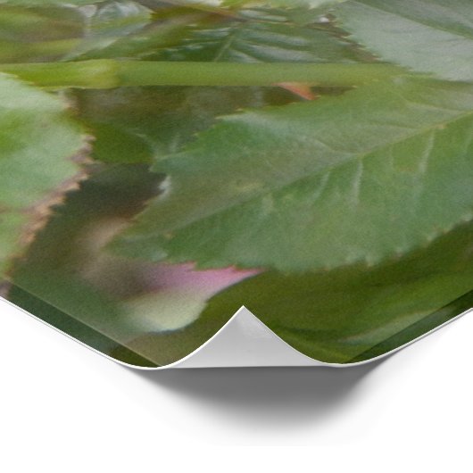 Fragrant Cloud Roos Print (Hoek)