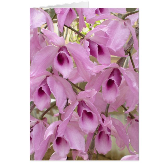 Fragrant Fairies (Voorkant)