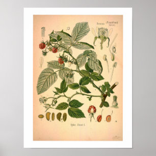 Framboos botanische print