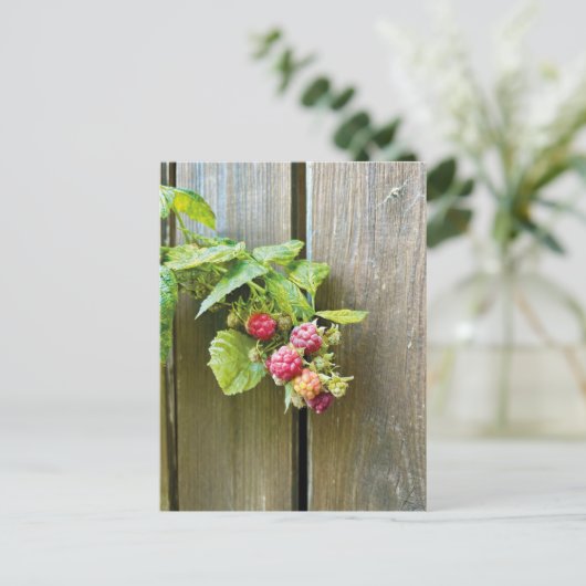 framboos Briefkaart (Staand voorkant)