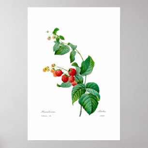 Framboos Poster