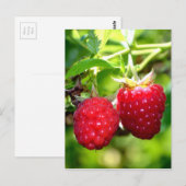 Frambozen Briefkaart (Voorkant / Achterkant)