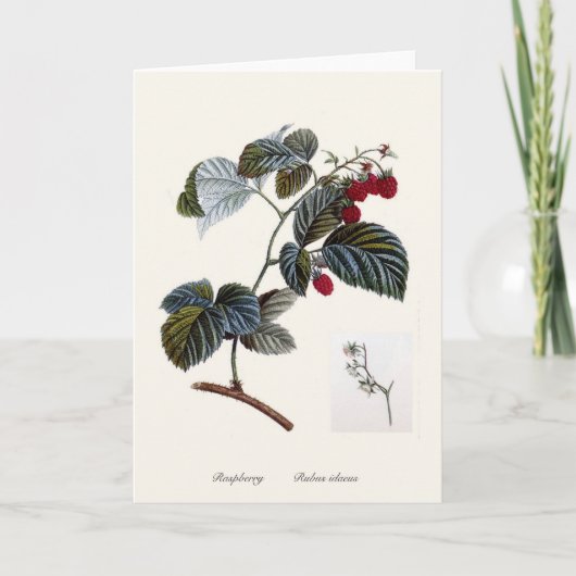 Frambozen Kaart (Voorkant)