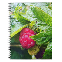 Frambozen Notitieboek
