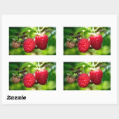 Frambozen, rode bessen, rode vruchten rechthoekige sticker (Vel)