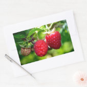 Frambozen, rode bessen, rode vruchten rechthoekige sticker (Envelop)