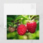 Frambozen rode vruchtenbessen briefkaart (Voorkant / Achterkant)