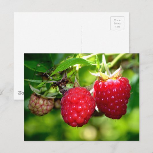 Frambozen rode vruchtenbessen briefkaart (Voorkant / Achterkant)
