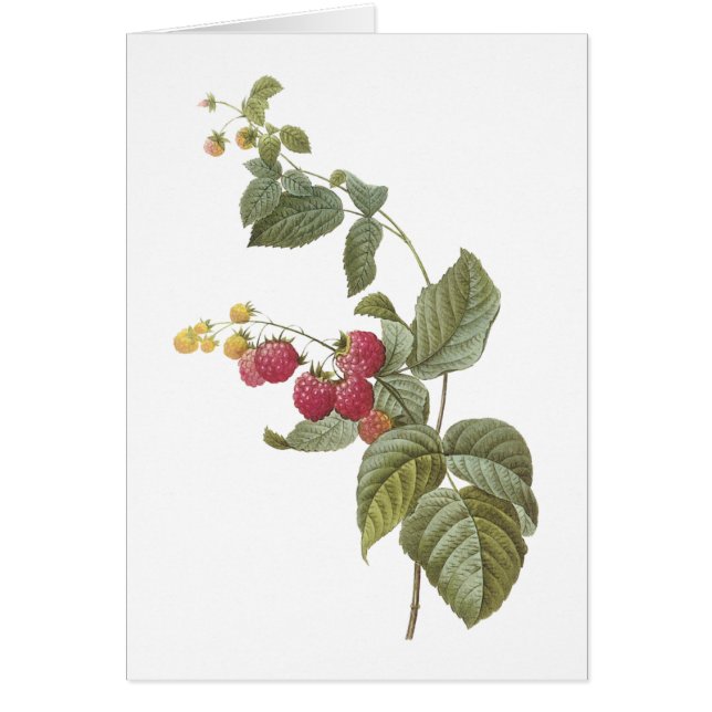 frambozen (Rubus sp.) van Redouté (Voorkant)