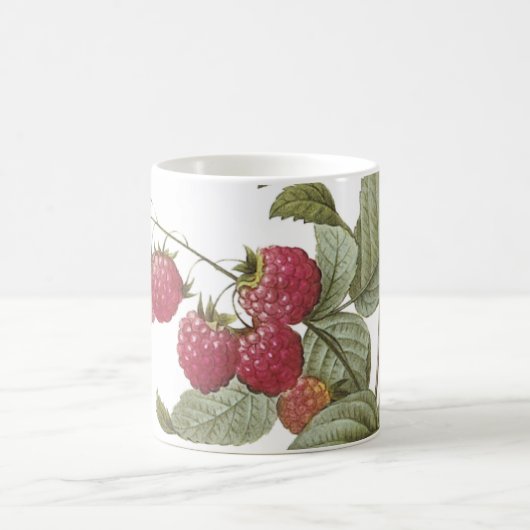 frambozen (Rubus sp.) van Redouté Koffiemok (Center)